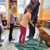 Fotografie 16 - Bezpečný pes