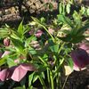 Fotografie 5 - Botanická zahrada Teplice