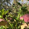 Fotografie 9 - Botanická zahrada Teplice