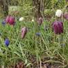 Fotografie 33 - Exkurze Botanicus