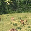 Fotografie 6 - ZOO Ústí nad Labem