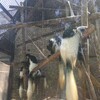 Fotografie 39 - ZOO Ústí nad Labem