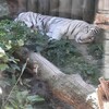 Fotografie 9 - Výlet do ZOO