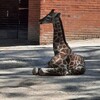 Fotografie 12 - Výlet do ZOO