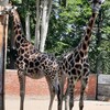 Fotografie 15 - Výlet do ZOO
