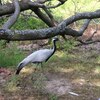 Fotografie 33 - Zoopark Chomutov