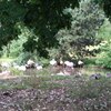 Fotografie 35 - Zoopark Chomutov