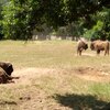 Fotografie 44 - Zoopark Chomutov