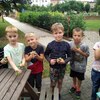 Fotografie 26 - Sklízíme hrášek