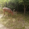 Fotografie 8 - Zoopark Chomutov 