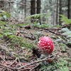 Fotografie 28 - Cvičení v přírodě