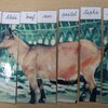 Fotografie 32 - Abeceda - skládání obrázků