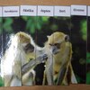 Fotografie 46 - Abeceda - skládání obrázků