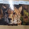 Fotografie 47 - Abeceda - skládání obrázků