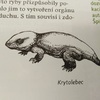 Fotografie 12 - Přírodopisný oříšek