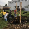Fotografie 3 - Sázíme stromy na školní zahradě