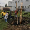 Fotografie 4 - Sázíme stromy na školní zahradě