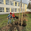 Fotografie 5 - ADOPTOVALI JSME JABLOŇ