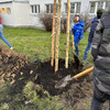 Fotografie 15 - ADOPTOVALI JSME JABLOŇ