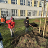 Fotografie 16 - ADOPTOVALI JSME JABLOŇ