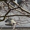 Fotografie 24 - Nové krmítko