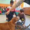 Fotografie 12 - Pes - bezpečné chování
