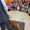 Fotografie 6 - MŮJ PES - MŮJ KAMARÁD