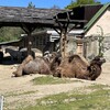 Fotografie 18 - Škola v přírodě 4. den - ZOO LIBEREC
