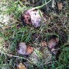 Fotografie 9 - Pečujeme o naše šneky