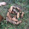Fotografie 12 - Pečujeme o naše šneky