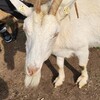 Fotografie 1 - Výlet na farmu