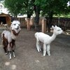 Fotografie 25 - Alpakárna, Funpark a muzeum v Mostě