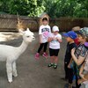 Fotografie 27 - Alpakárna, Funpark a muzeum v Mostě