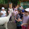 Fotografie 29 - Alpakárna, Funpark a muzeum v Mostě