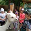 Fotografie 30 - Alpakárna, Funpark a muzeum v Mostě
