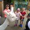 Fotografie 31 - Alpakárna, Funpark a muzeum v Mostě