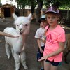 Fotografie 46 - Alpakárna, Funpark a muzeum v Mostě