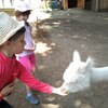 Fotografie 51 - Alpakárna, Funpark a muzeum v Mostě