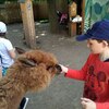 Fotografie 52 - Alpakárna, Funpark a muzeum v Mostě
