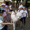 Fotografie 55 - Alpakárna, Funpark a muzeum v Mostě