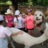 Fotografie 56 - Alpakárna, Funpark a muzeum v Mostě
