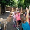 Fotografie 57 - Alpakárna, Funpark a muzeum v Mostě