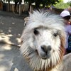 Fotografie 62 - Alpakárna, Funpark a muzeum v Mostě