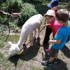 Fotografie 70 - Alpakárna, Funpark a muzeum v Mostě
