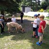 Fotografie 72 - Alpakárna, Funpark a muzeum v Mostě