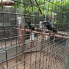 Fotografie 22 - Exkurze do Bioparku GT a Barevný den