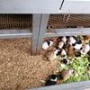 Fotografie 15 - Návštěva bioparku