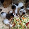 Fotografie 42 - Biopark Gymnázium Teplice