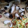 Fotografie 43 - Biopark Gymnázium Teplice