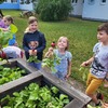 Fotografie 4 - Naše úroda ze školní zahrady